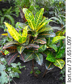 Кодиеум пестрый (Codiaeum variegatum (L.) Rumph. ex A.Juss.) с каплями воды на листьях. Стоковое фото, фотограф Ирина Борсученко / Фотобанк Лори