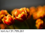 Много жёлто красных тюльпанов растут на клумбе. Стоковое фото, фотограф Игорь Низов / Фотобанк Лори