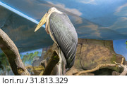 marabou stork (Leptoptilos crumenifer) -- large wading bird in the stork family Ciconiidae. Стоковое фото, фотограф Владимир Журавлев / Фотобанк Лори