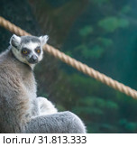 Ring-tailed lemur (Lemur Catta), closeup. Стоковое фото, фотограф Владимир Журавлев / Фотобанк Лори