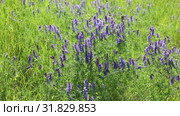 Горошек мышиный (Vicia cracca), Ямало-Ненецкий автономный округ. Стоковое видео, видеограф Григорий Писоцкий / Фотобанк Лори