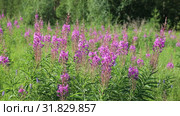 Иван-чай узколистный (Chamerion angustifolium), или Кипрей узколистный (Epilobium angustifolium). Цветение растения, Ямало-Ненецкий автономный округ. Стоковое видео, видеограф Григорий Писоцкий / Фотобанк Лори