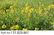 Чина луговая (Lathyrus pratensis) летним днем на лугу, Ямало-Ненецкий автономный округ. Стоковое видео, видеограф Григорий Писоцкий / Фотобанк Лори
