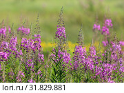 Иван-чай узколистный (Chamerion angustifolium), или Кипрей узколистный (Epilobium angustifolium). Цветение растения, Ямало-Ненецкий автономный округ. Стоковое фото, фотограф Григорий Писоцкий / Фотобанк Лори