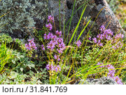 Тимьян блошиный ( лат. Thymus pulegioides L.) среди горных камней. Горы, республика Алтай, Южная Сибирь, Россия, июль. Стоковое фото, фотограф Евгений Мухортов / Фотобанк Лори