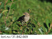 Воробей домовый обыкновенный (лат. Passer domesticus) на ветке. Стоковое фото, фотограф lana1501 / Фотобанк Лори