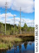 Dry steam of pines standing near lake in wetlands of Karelia. Wild natural landscape. Стоковое фото, фотограф Кекяляйнен Андрей / Фотобанк Лори