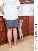 Sphynx cat requests of food standing near legs of woman in kitchen. Стоковое фото, фотограф Кекяляйнен Андрей / Фотобанк Лори