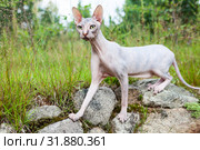 Don sphynx cat standing on stones with wide opened eyes and stretching long neck. Стоковое фото, фотограф Кекяляйнен Андрей / Фотобанк Лори
