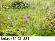 Ятрышник пятнистый(пальчатокоренник) растет на болоте (Orchis maculate). Красная книга. Карелия. Россия. Стоковое фото, фотограф Наталья Осипова / Фотобанк Лори