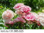 Пион межвидовой гибрид Этчед Салмон (Paeonia Etched Salmon) Стоковое фото, фотограф Ольга Сейфутдинова / Фотобанк Лори