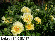 Пион Ито-гибрид Бартзелла (Paeonia Itoh Hybrids Bartzella) Стоковое фото, фотограф Ольга Сейфутдинова / Фотобанк Лори