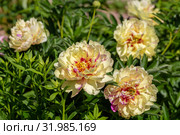Пион ИТО-гибрид Лоллипоп (Paeonia Itoh Hybrids Lolliepop) Стоковое фото, фотограф Ольга Сейфутдинова / Фотобанк Лори