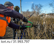 Обрезка кустарника на городских улицах (2019 год). Редакционное фото, фотограф Вячеслав Палес / Фотобанк Лори