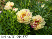 Пион ИТО-гибрид Лоллипоп (Paeonia Itoh Hybrids Lolliepop) Стоковое фото, фотограф Ольга Сейфутдинова / Фотобанк Лори