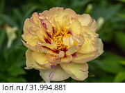 Пион ИТО-гибрид Лоллипоп (Paeonia Itoh Hybrids Lolliepop) Стоковое фото, фотограф Ольга Сейфутдинова / Фотобанк Лори