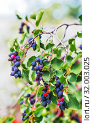 Листопадный кустарник - Ирга ольхолистная или Коринка (лат. Amelanchier alnifolia). Ветвь с плодами крупным планом. Стоковое фото, фотограф Евгений Мухортов / Фотобанк Лори
