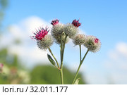 Лопух паутинистый (лат. Arctium tomentosum). Цветение растения в Алтайском крае. Стоковое фото, фотограф Григорий Писоцкий / Фотобанк Лори