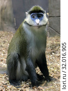 Краснохвостая мартышка (Cercopithecus ascanius schmidti) Стоковое фото, фотограф Татьяна Белова / Фотобанк Лори