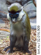 Краснохвостая мартышка (Cercopithecus ascanius schmidti) Стоковое фото, фотограф Татьяна Белова / Фотобанк Лори