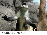 Краснохвостая мартышка (Cercopithecus ascanius schmidti) Стоковое фото, фотограф Татьяна Белова / Фотобанк Лори