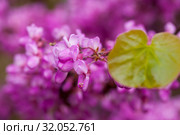 Blossoming of purple cercis siliquastrum at sunny day, nobody. Стоковое фото, фотограф Яков Филимонов / Фотобанк Лори
