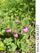 Куст крупноцветковых орхидей Венерин башмачок (Cypripedium ventricosum) в лесу. Вертикальный кадр. Стоковое фото, фотограф Светлана Попова / Фотобанк Лори