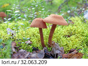 Лаковица большая (Laccaria proxima). Гриб в конце лета, Ямало-Ненецкий автономный округ. Стоковое фото, фотограф Григорий Писоцкий / Фотобанк Лори