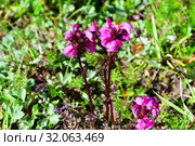 Pedicularis crassirostris Bunge (семейство Scrophulariaceae). Мытник толстоносый в горах Абхазии (2019 год). Стоковое фото, фотограф Овчинникова Ирина / Фотобанк Лори