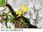 Draba hispida Willd. (семейство Brassicaceae)Крупка щетинистая в горах Абхазии (2019 год). Стоковое фото, фотограф Овчинникова Ирина / Фотобанк Лори