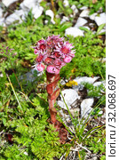 Sempervivum caucasicum Rupr. ex Boiss. (семейство Crassulaceae), Молодило кавказское в горах Абхазии (2019 год). Стоковое фото, фотограф Овчинникова Ирина / Фотобанк Лори
