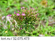 Centaurium (семейство Gentianaceae) Золототысячник в горах Абхазии (2019 год). Стоковое фото, фотограф Овчинникова Ирина / Фотобанк Лори