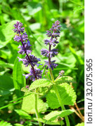 Salvia verticillata L. (семейство Lamiaceae). Шалфей мутовчатый в горах Абхазии (2019 год). Стоковое фото, фотограф Овчинникова Ирина / Фотобанк Лори