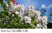 Флокс Европа (Phlox). Группа цветущих растений. Стоковое видео, видеограф Ольга Сейфутдинова / Фотобанк Лори