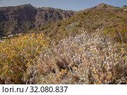 Flora of Gran Canaria - flowering Carlina. Стоковое фото, фотограф Tamara Kulikova / Фотобанк Лори