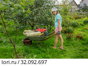 Девочка перевозит в тачке урожай овощей. Стоковое фото, фотограф Александр Романов / Фотобанк Лори