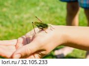 Длинноусый зеленый кузнечик сидит на женской руке. A green grasshopper sits on a woman's hand. Стоковое фото, фотограф Кузин Алексей / Фотобанк Лори