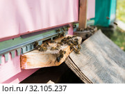 Пчелы за работой несут пыльцу и нектар в пчелиный улей. Стоковое фото, фотограф Кузин Алексей / Фотобанк Лори