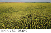 Поле спелых подсолнухов. Вид с воздуха. Field of ripe sunflowers. Aerial view. Стоковое фото, фотограф Евгений Романов / Фотобанк Лори