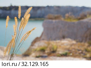 timothy grass on background lakes and chalkpit. Стоковое фото, фотограф Майя Крученкова / Фотобанк Лори