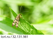Скорпионница настоящая (Panorpa communis) сидит на траве весенним днём. Стоковое фото, фотограф Игорь Низов / Фотобанк Лори