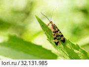 Скорпионница настоящая (Panorpa communis) сидит на траве весной. Стоковое фото, фотограф Игорь Низов / Фотобанк Лори