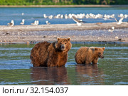 Камчатский бурый медведь. Стоковое фото, фотограф Сергей Краснощеков / Фотобанк Лори