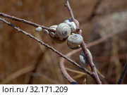 Улитки. Стоковое фото, фотограф Ирина Яровая / Фотобанк Лори