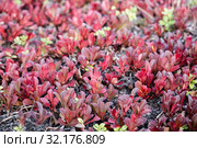 Арктоус альпийский (Arctous alpine) растет на горе Кивакка. Карелия. Россия. Стоковое фото, фотограф Наталья Осипова / Фотобанк Лори