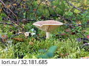 Млечник ароматный (Lactarius glyciosmus). Гриб среди мха, Ямало-Ненецкий автономный округ. Стоковое фото, фотограф Григорий Писоцкий / Фотобанк Лори
