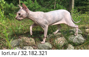 Don sphynx cat walks on stones, looks around fearfully, stepping cautiously. Стоковое видео, видеограф Кекяляйнен Андрей / Фотобанк Лори