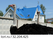 Африканские страусы в контактном зоопарке "Страусиное ранчо" в Барнауле (2019 год). Редакционное фото, фотограф Free Wind / Фотобанк Лори