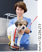 Bichon havanese during towelling in salon. Стоковое фото, фотограф Яков Филимонов / Фотобанк Лори