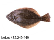 Southern Flounder (Paralichthys lethostigma). Left-eyed flounder, up side. Isolated on white background. Стоковое фото, фотограф Ирина Кожемякина / Фотобанк Лори